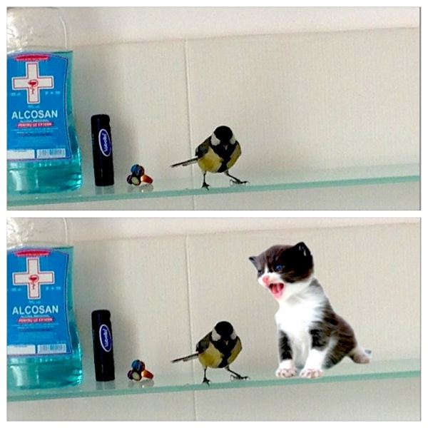 Addakitty